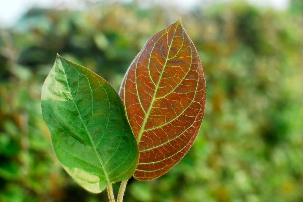 5 cách dùng lá mơ lông trị tiêu chảy tại nhà đơn giản, hiệu quả