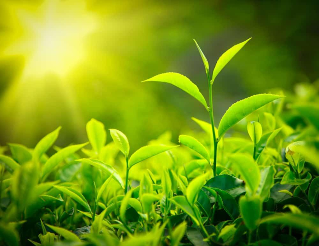 Trẻ bị vàng da tắm lá gì? Tắm bằng lá có giúp điều trị vàng da ở trẻ?