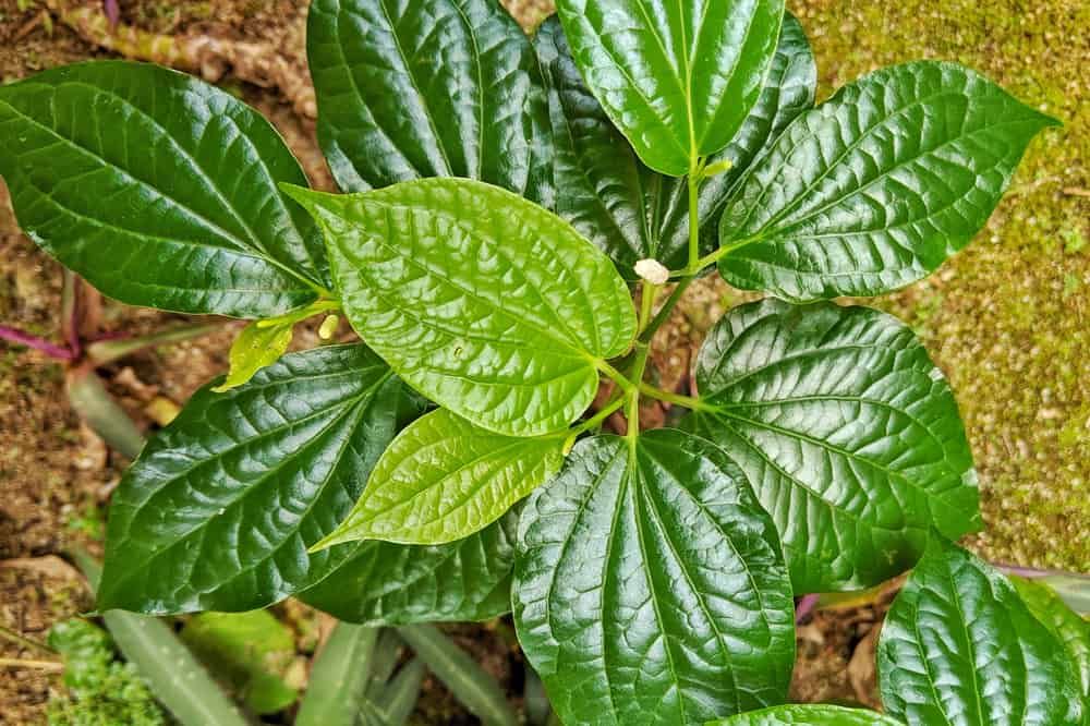 Chữa bệnh trĩ bằng lá lốt tại nhà thế nào để an toàn và đạt hiệu quả?