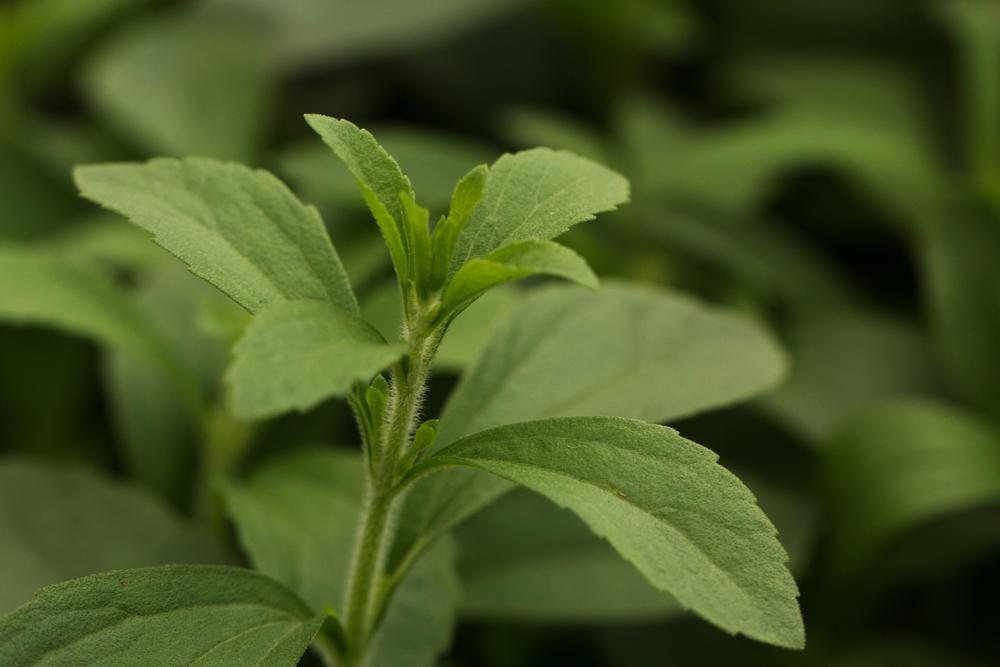 Hỏi đáp bác sĩ: Cỏ ngọt có tác dụng gì?