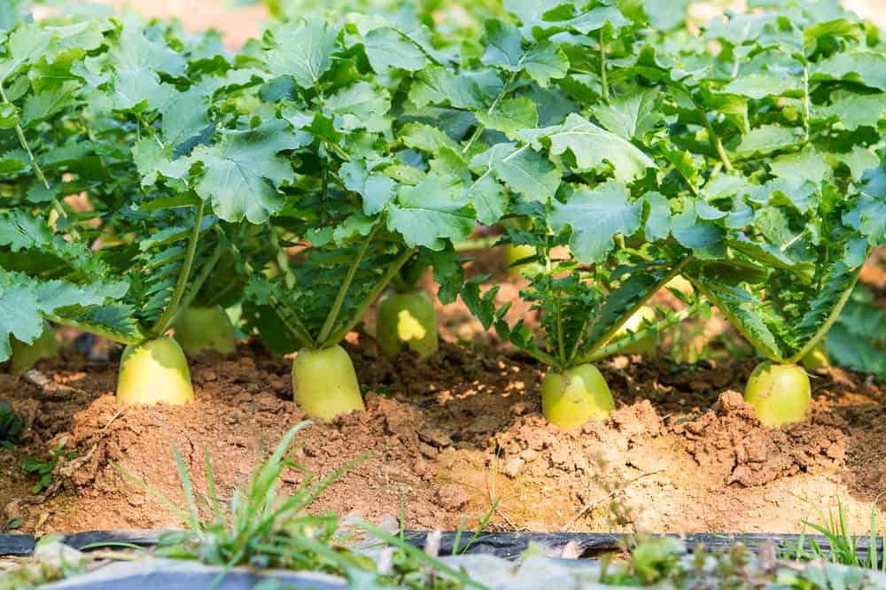 Củ cải trắng: Công dụng và cách dùng