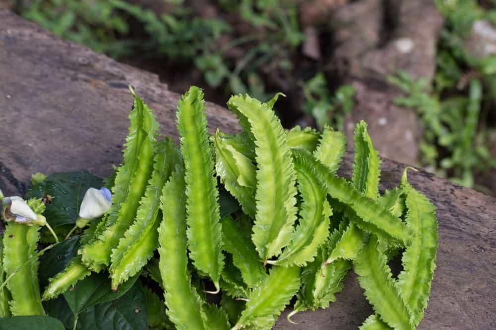 7 tác dụng của đậu rộng và 4 cách chế biến bảo toàn dinh dưỡng