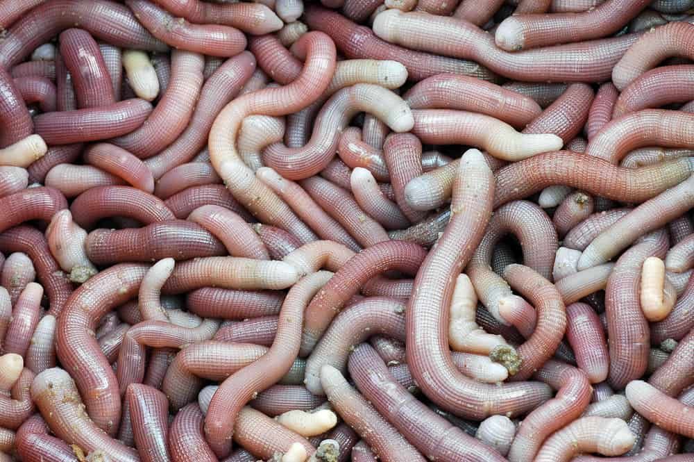 Sá sùng: Món quà sức khỏe từ biển cả