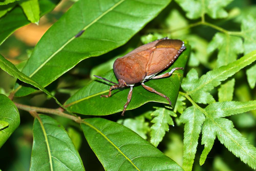 Hỏi đáp bác sĩ: Bị bọ xít bắn vào da bôi thuốc gì?