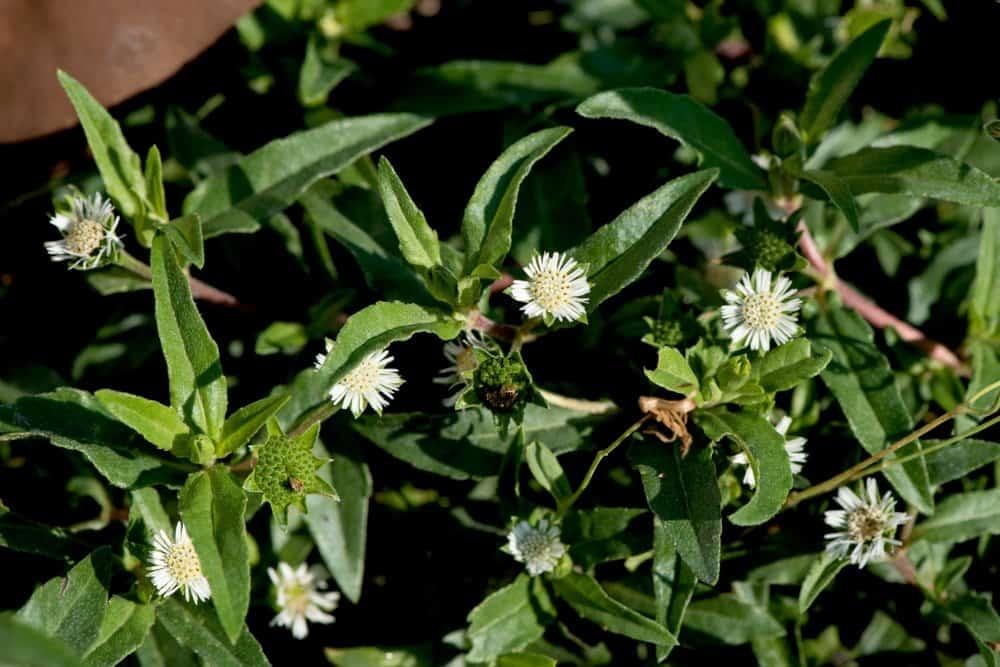 Những cách dùng cây nhọ nồi chữa đau dạ dày mang lại kết quả