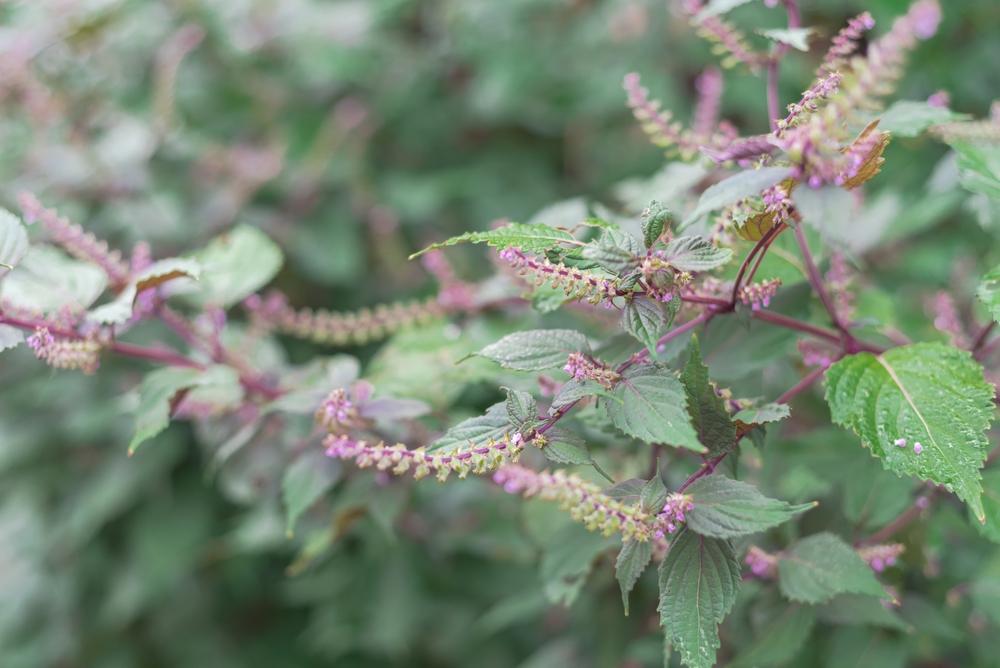 Hỏi đáp bác sĩ: Cây tía tô có tác dụng gì?