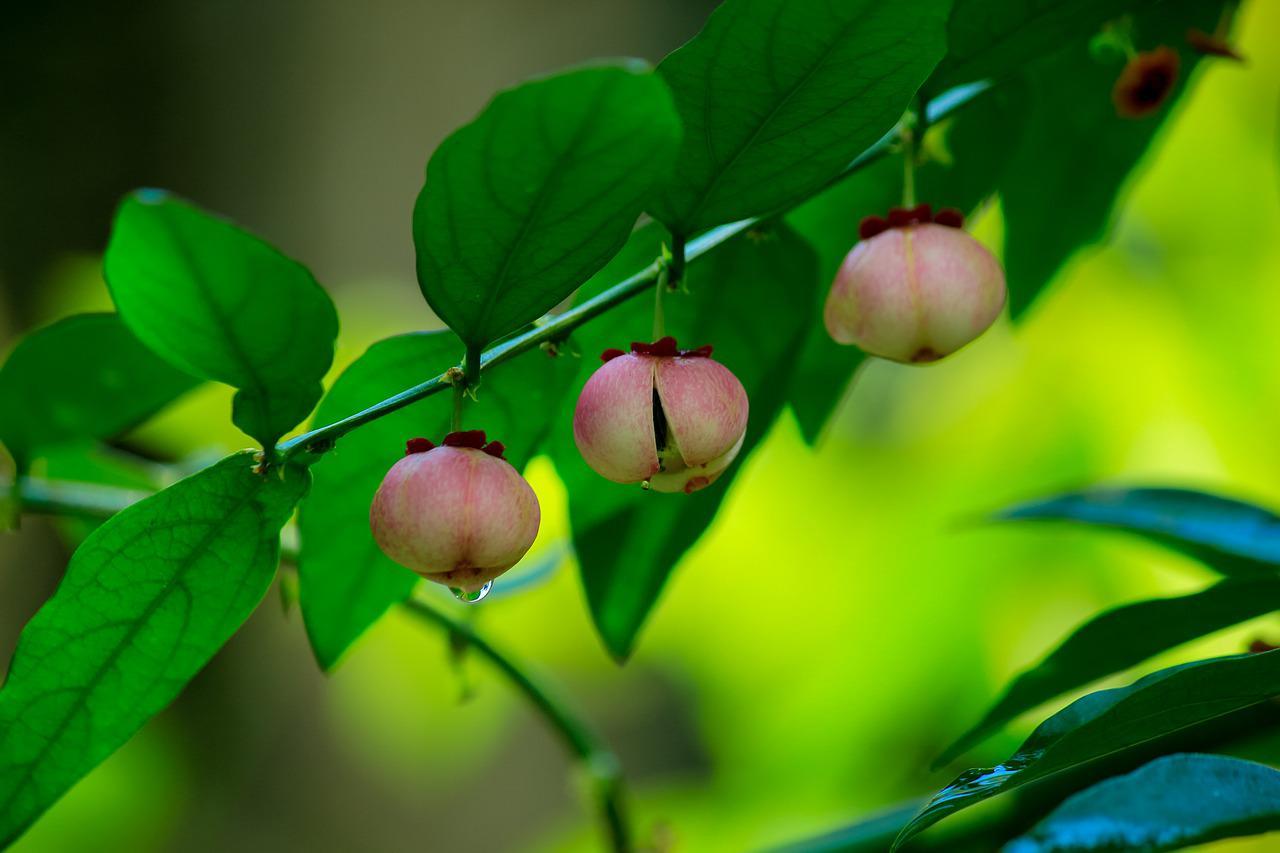 Rau bồ ngót có tác dụng gì