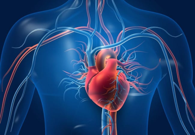 Trái tim nằm ở đâu? Các bệnh về tim và làm sao giữ tim khỏe mạnh