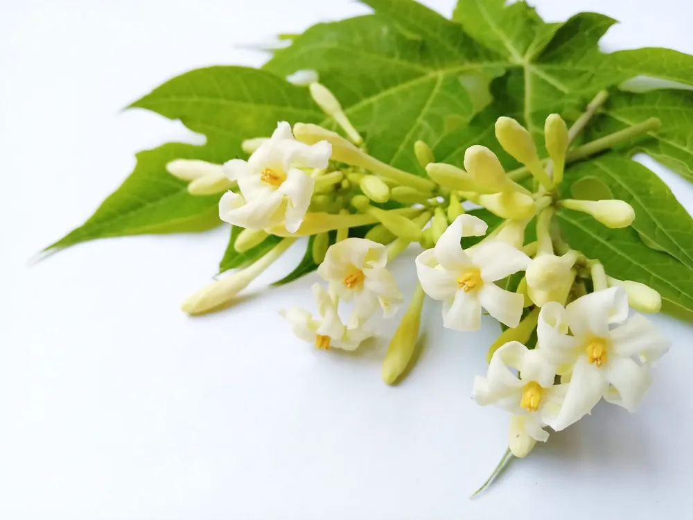 dùng hoa đu đủ đực chữa tiểu đường