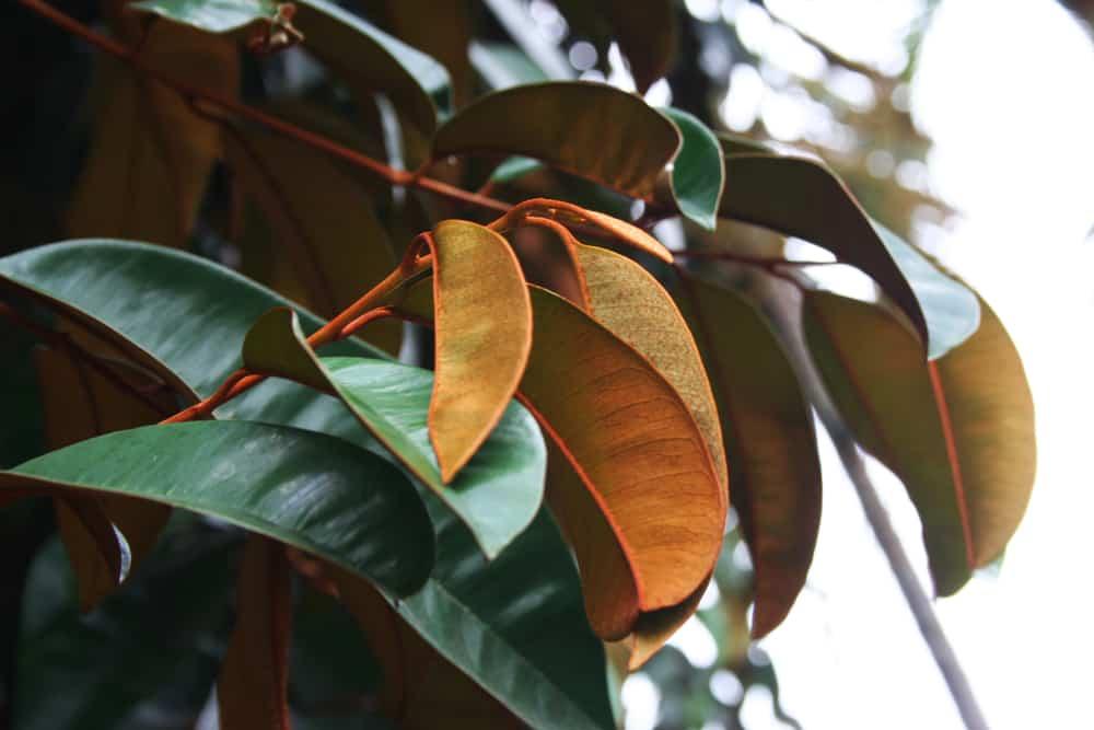 Lá vú sữa chữa đau dạ dày được không? Bs CKI Lai Ngọc Hiền