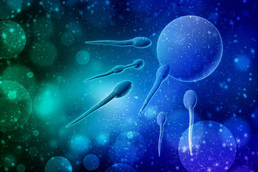 Chuyên gia giải đáp: Sau bơm IUI bao lâu thì tinh trùng gặp trứng?