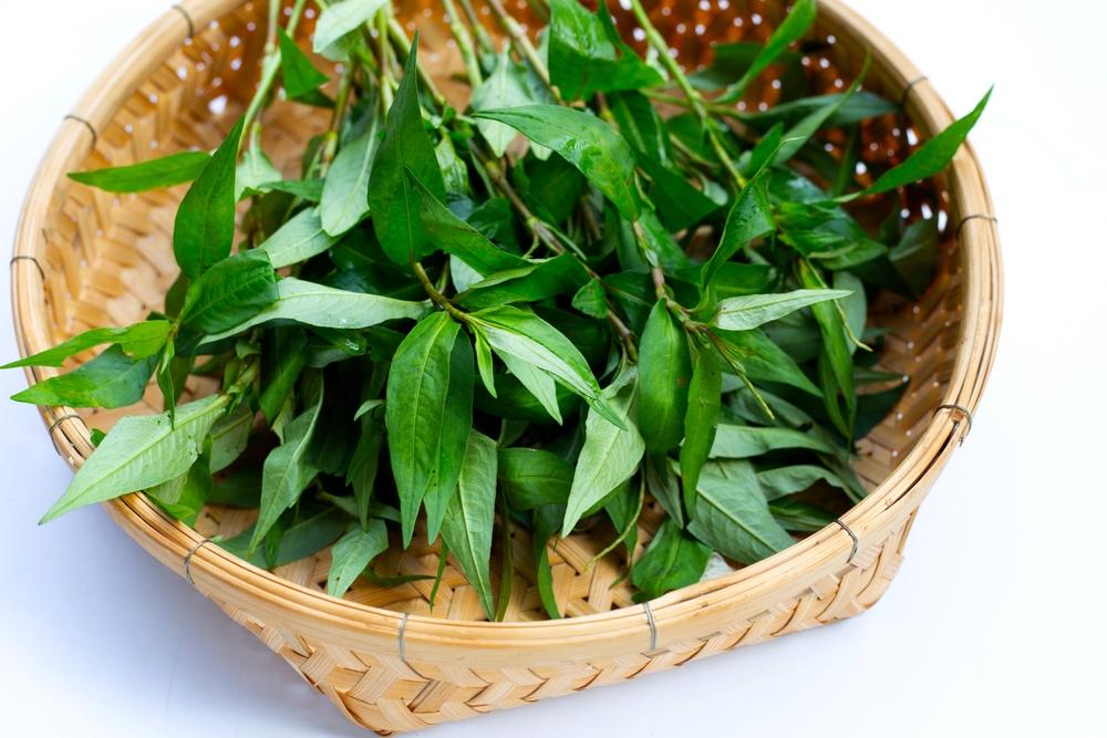 Bà đẻ ăn rau răm có mất sữa không, sau sinh có được ăn rau răm không?