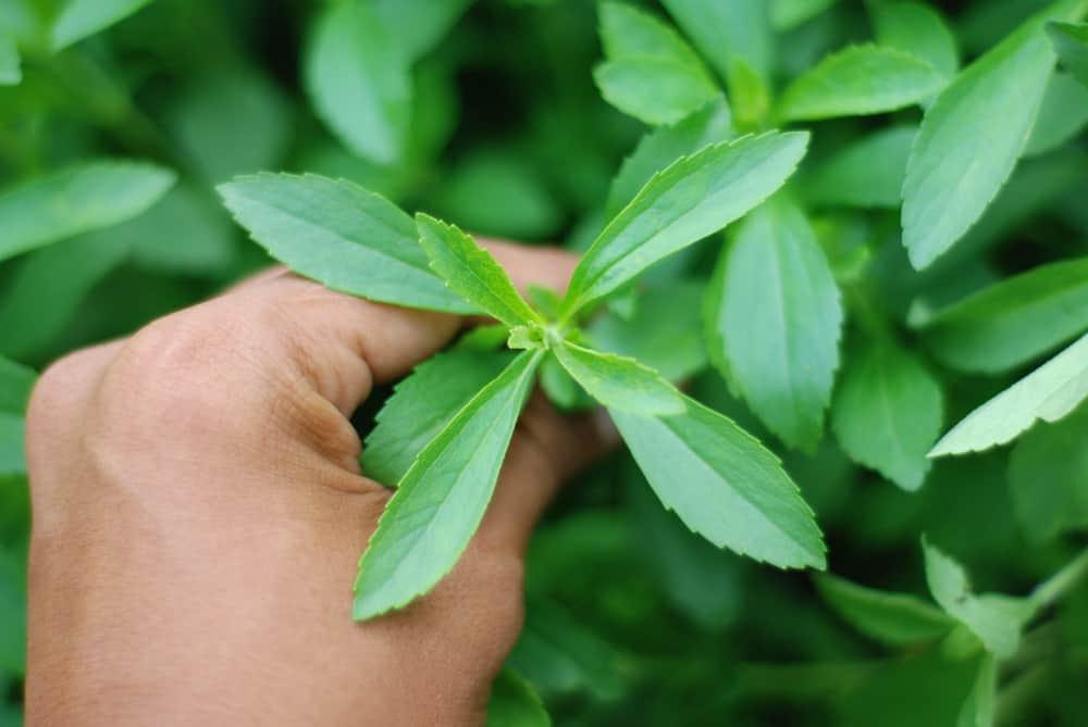 hình ảnh cây cỏ ngọt