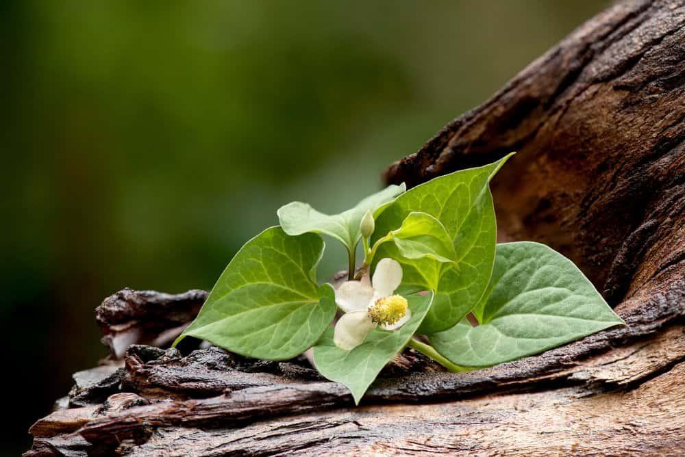 Tiết lộ cách dùng rau diếp cá trị táo bón cực kỳ đơn giản mà hiệu quả