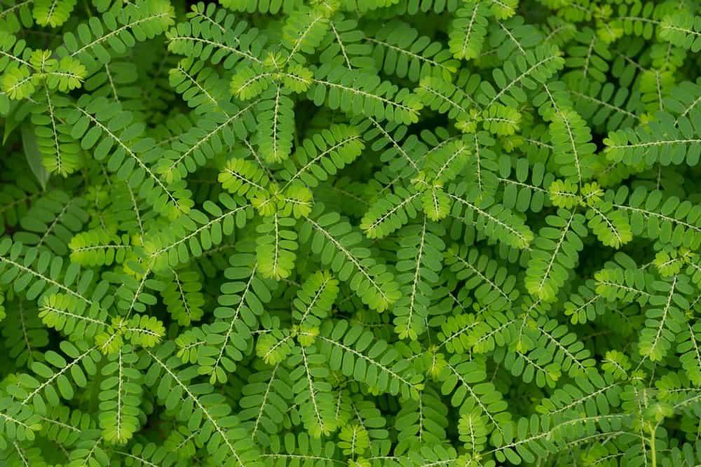 cách sử dụng diệp hạ châu
