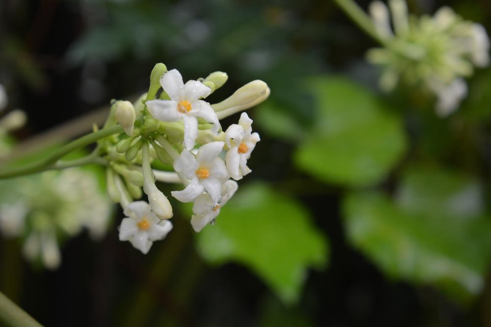 Cách sử dụng hoa đu đủ đực chữa ho trẻ em và những lưu ý