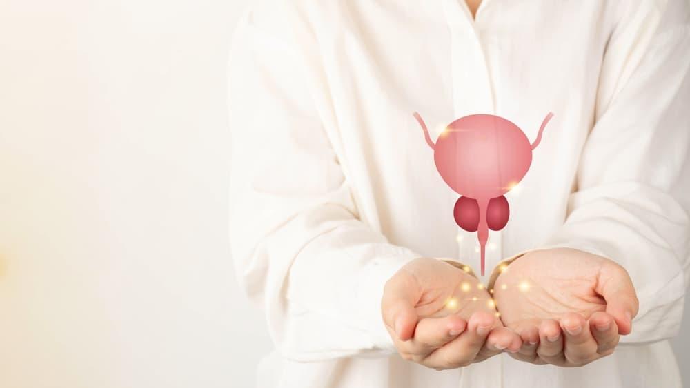 Tuyến tiền liệt nằm ở đâu? Cấu tạo và chức năng ra sao?