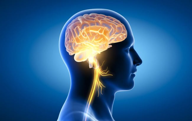 12 đôi dây thần kinh sọ não: Cấu trúc và chức năng