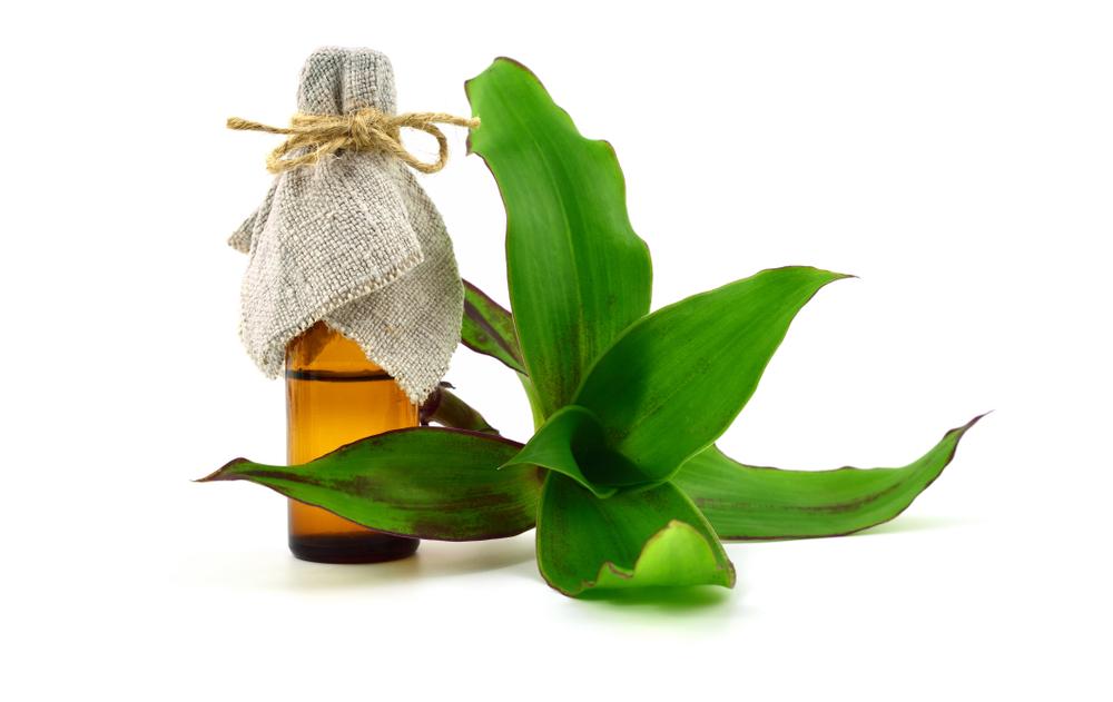 Cây lược vàng: Từ cây cảnh đến vị thuốc chữa bệnh