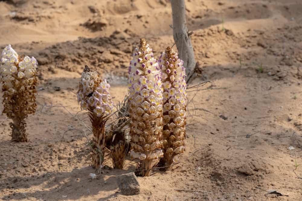 Nhục thung dung: Không chỉ là tăng cường sinh lý nam giới!
