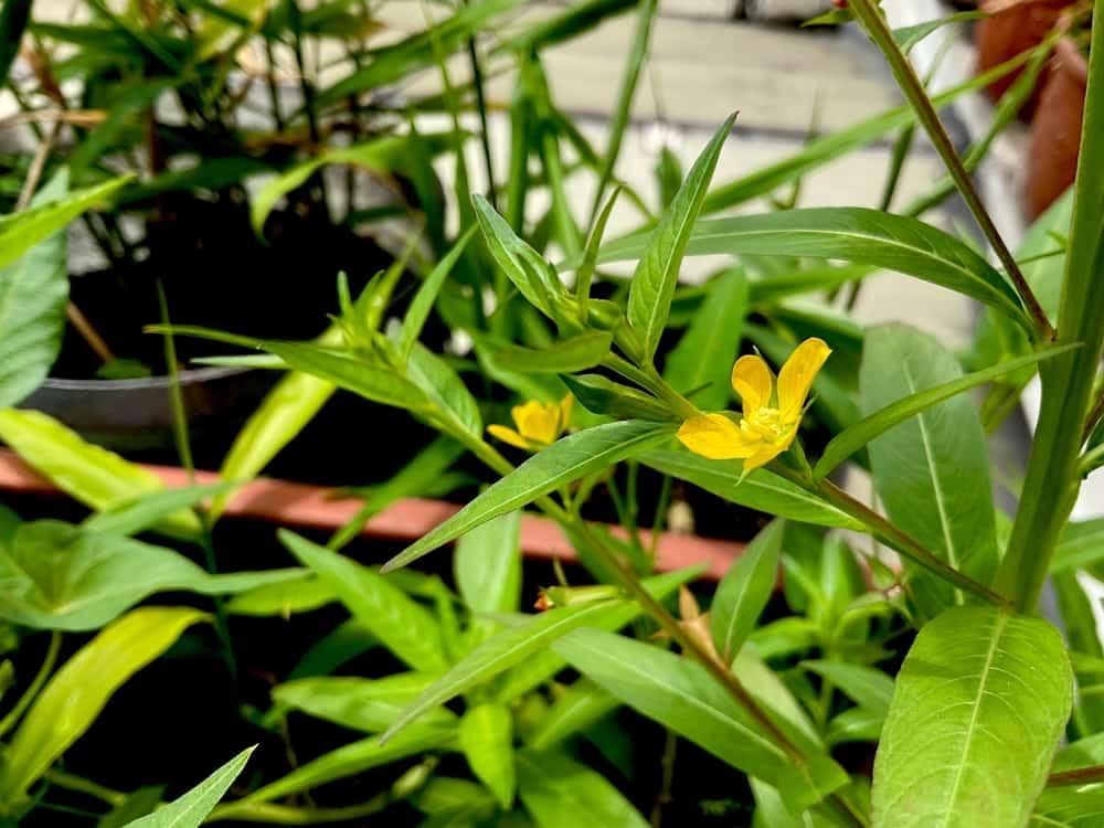 Cách dùng cây rau mương chữa bệnh an toàn