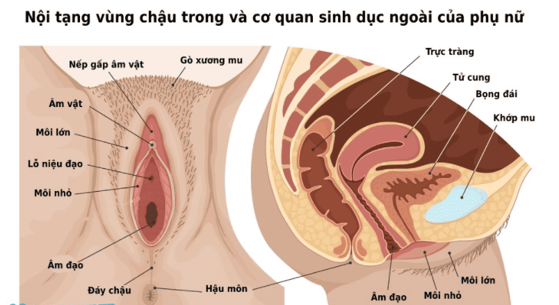 Cấu tạo bộ phận sinh dục nữ 3D - Hình ảnh giải phẫu chi tiết