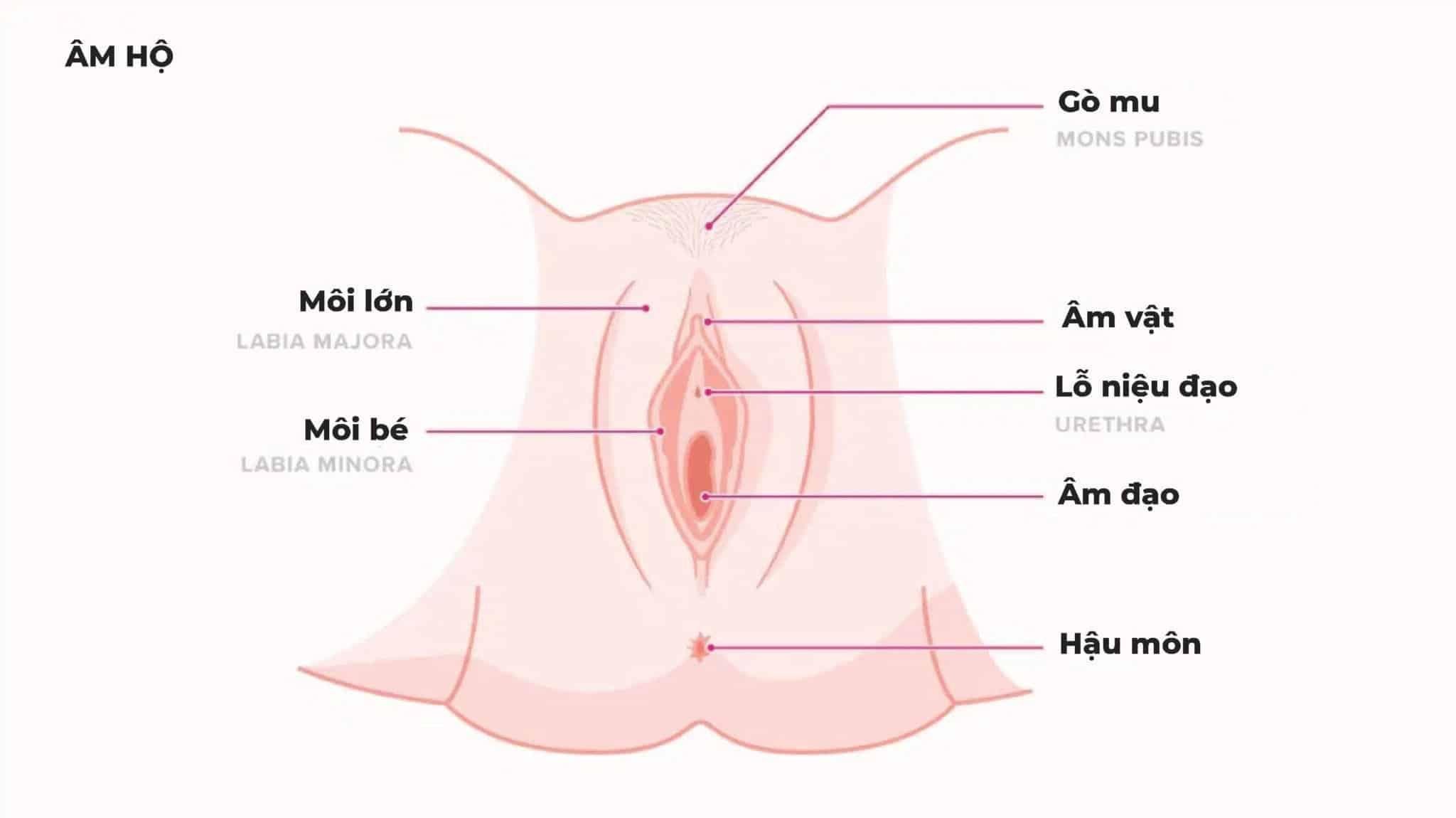 Hình ảnh giải phẫu 3D - Cấu tạo cơ quan (bộ phận) sinh dục nữ