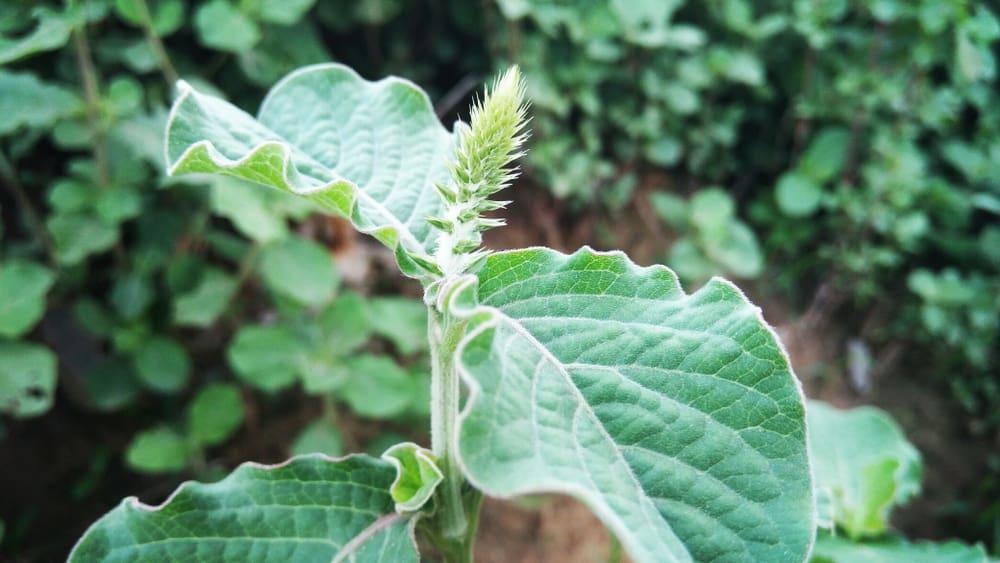 Cây cỏ xước và những công dụng chữa bệnh bất ngờ