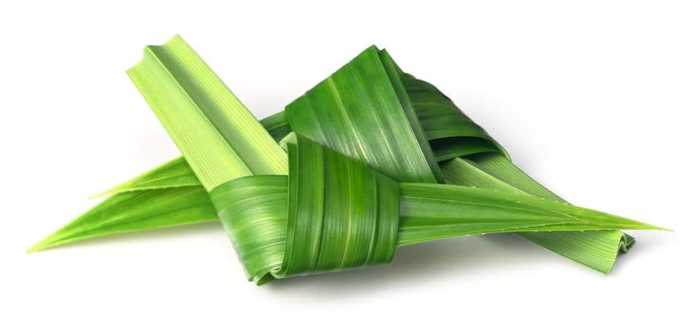 Cây lá dứa (cơm nếp) có tác dụng gì với sức khỏe?