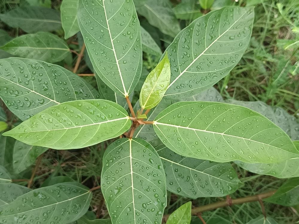 la-sung-tri-tieu-duong