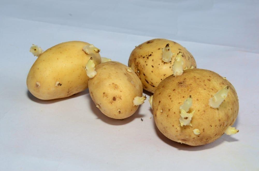 Giải đáp: Khoai tây mọc mầm có ăn được không?