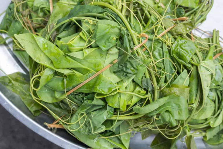 Rau bò khai: Công dụng và cách chế biến • Hello Bacsi