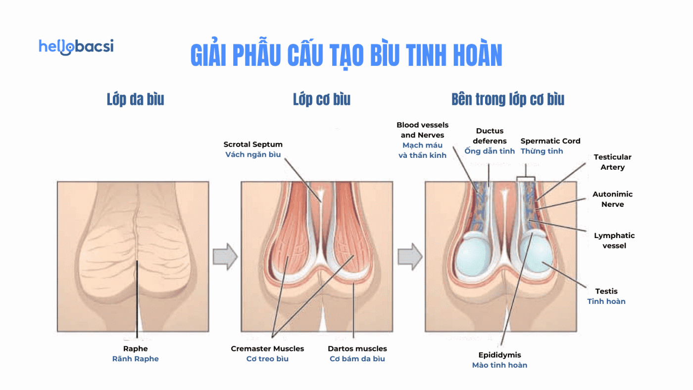 Bìu là gì? Cấu tạo và chức năng của bìu tinh hoàn