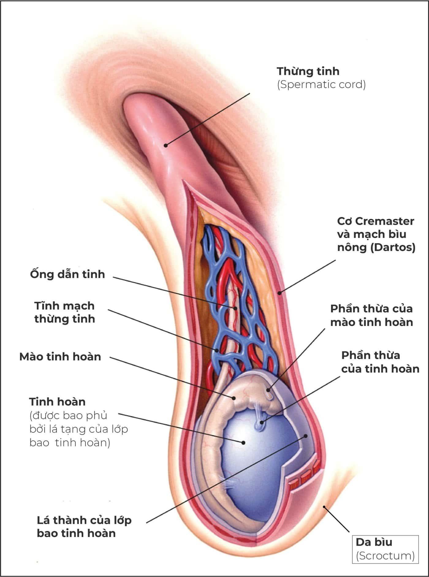 Cấu tạo cơ quan tinh hoàn thuộc bộ phận sinh dục nam giới