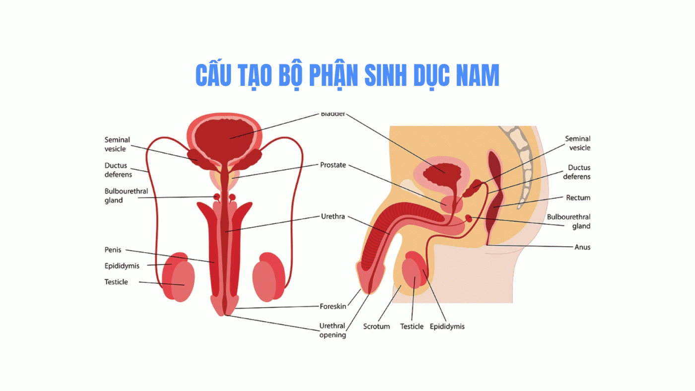 Cấu tạo bộ phận sinh dục nam - Hình ảnh giải phẫu mô tả chi tiết