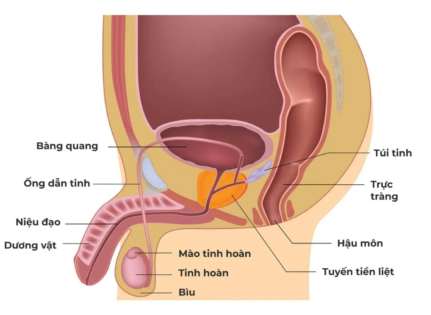 Cấu tạo dương vật nam giới và cơ chế hoạt động của dương vật