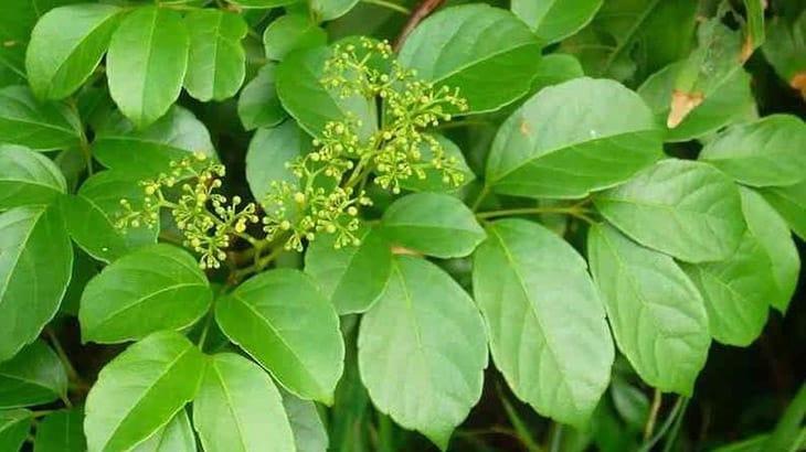 Cây chè dây có tác dụng gì đối với sức khỏe?