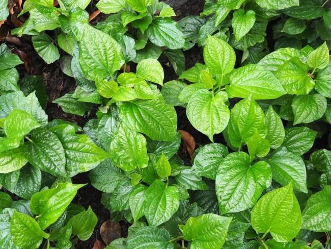 cach-chua-gai-got-chan-bang-la-lot