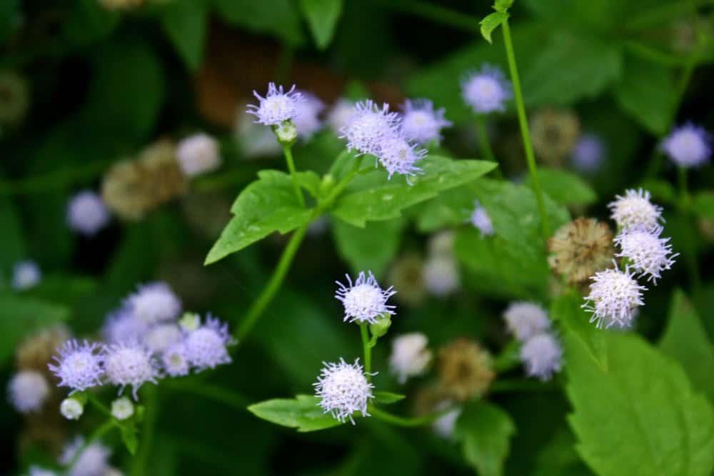 Cây cỏ lào có tác dụng gì? Những công dụng tuyệt vời từ loài cây này