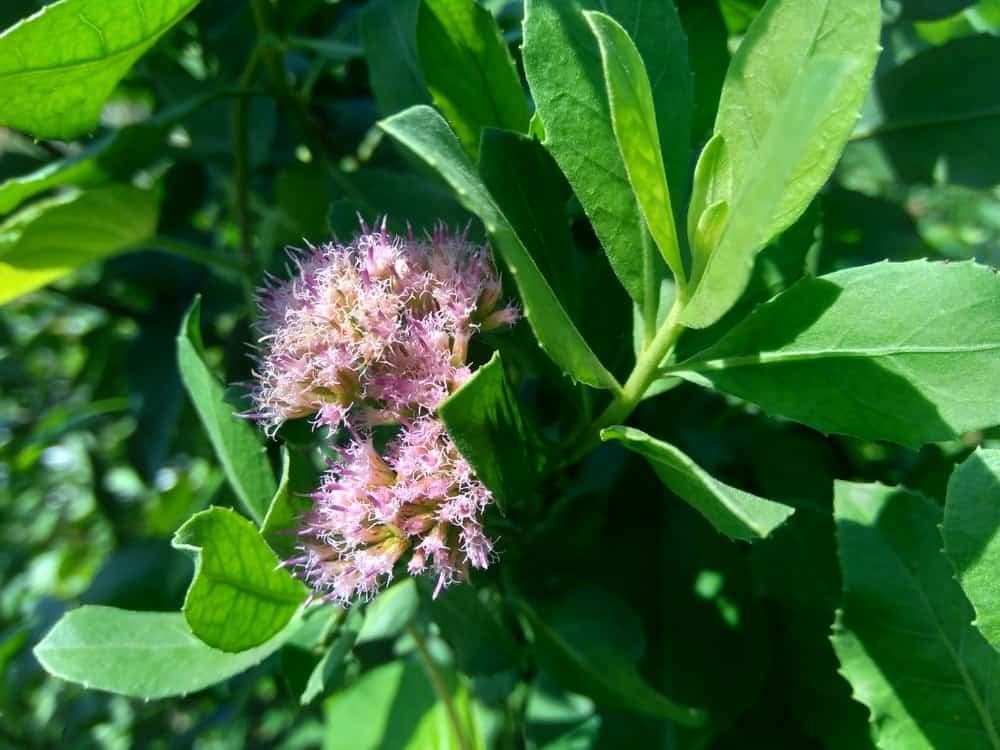 Cây cúc tần và những công dụng chữa bệnh ít người biết