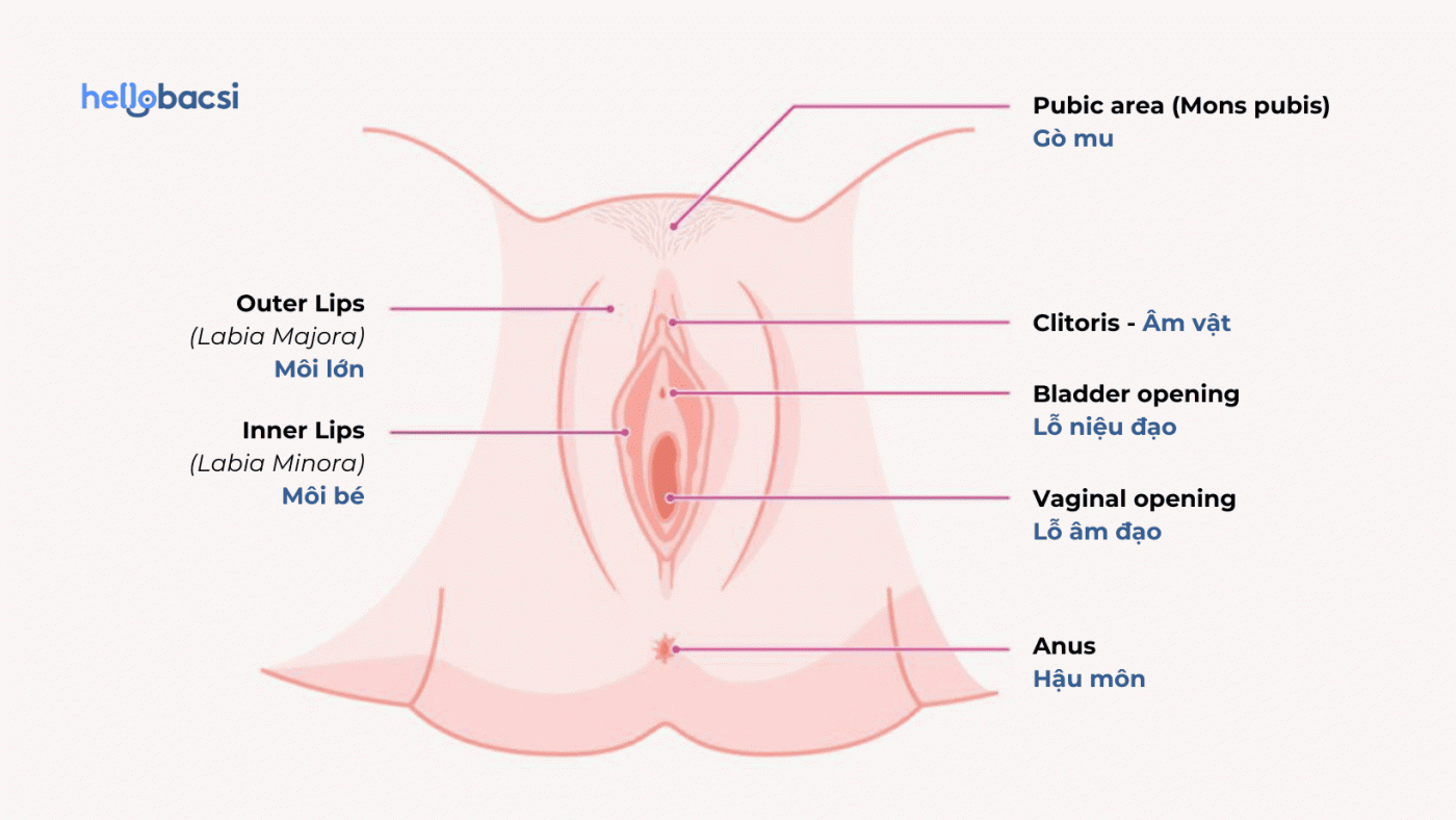 Môi lớn là gì? Cấu tạo, vị trí, chức năng và các vấn đề thường gặp