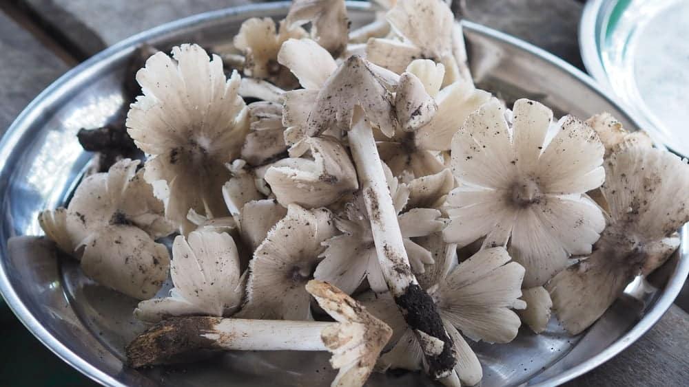 Nấm mối có tác dụng gì mà được săn lùng bất chấp giá cả?