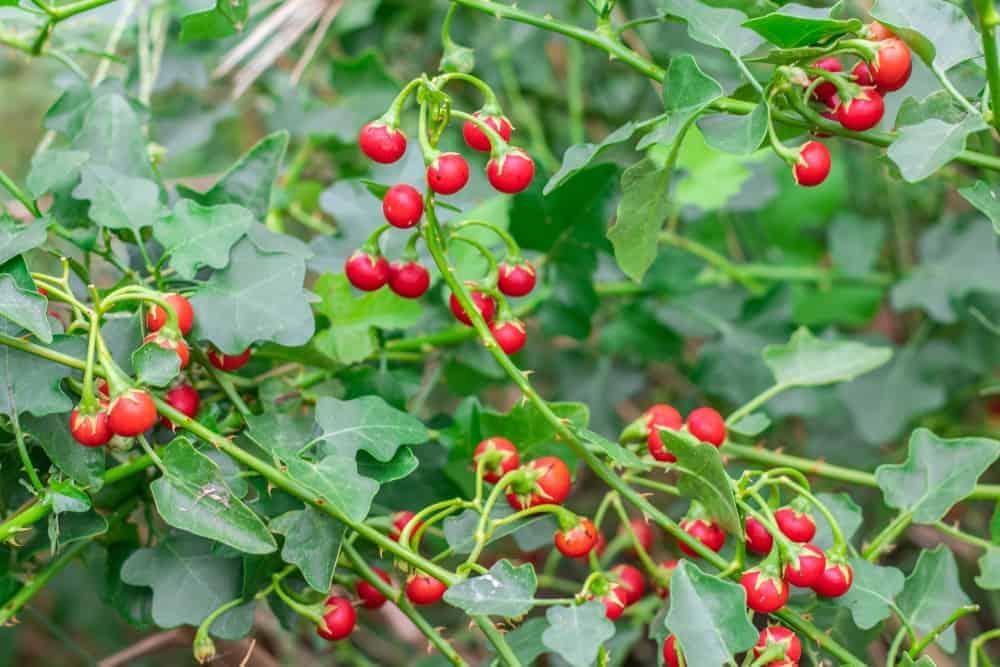 Chuyên gia giải đáp: Những ai không nên uống cà gai leo?