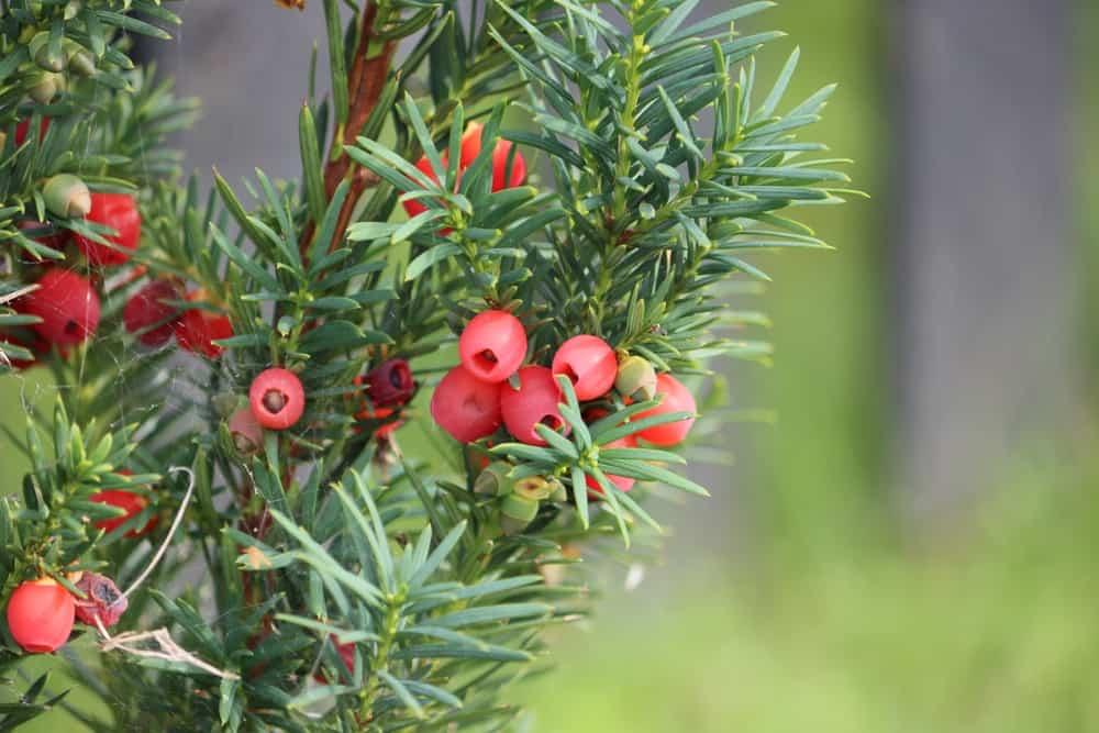 Những ai không nên uống tinh dầu thông đỏ?