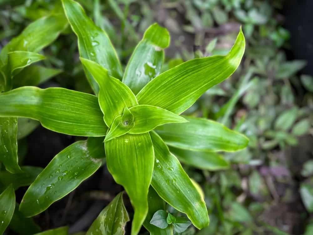 3 bài thuốc từ cây lược vàng chữa dạ dày và những lưu ý bạn cần biết