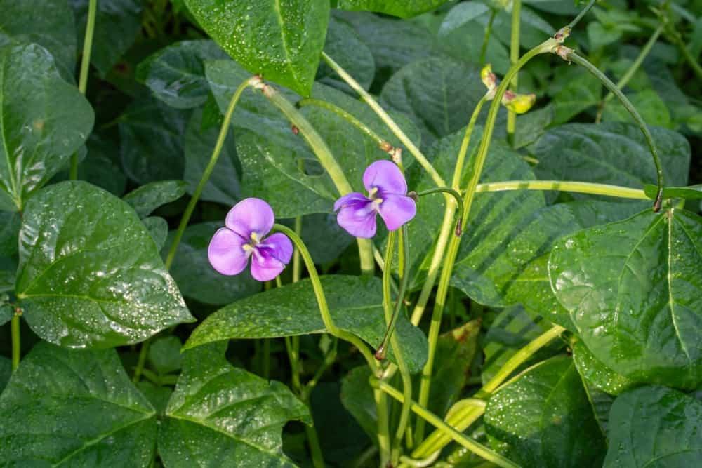 Đậu đen và những bài thuốc quý cho sức khỏe