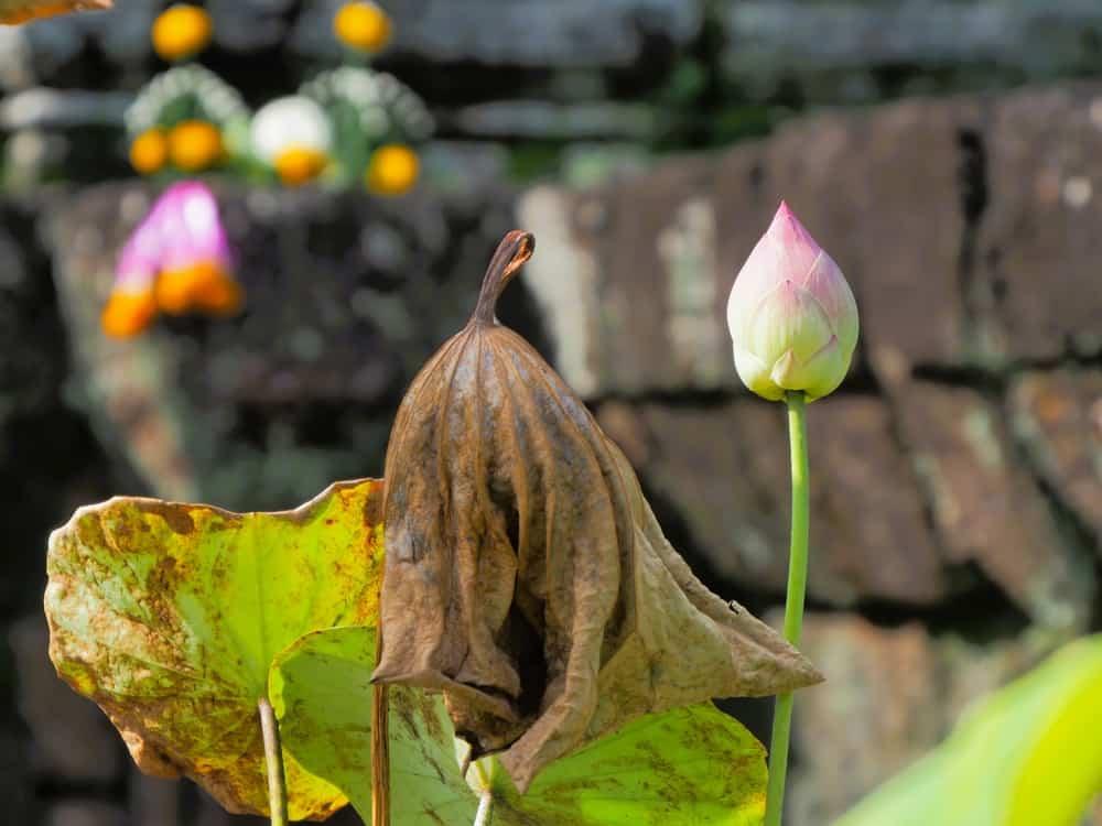 Cách uống lá sen khô giảm mỡ máu từ bệnh viện Quân y