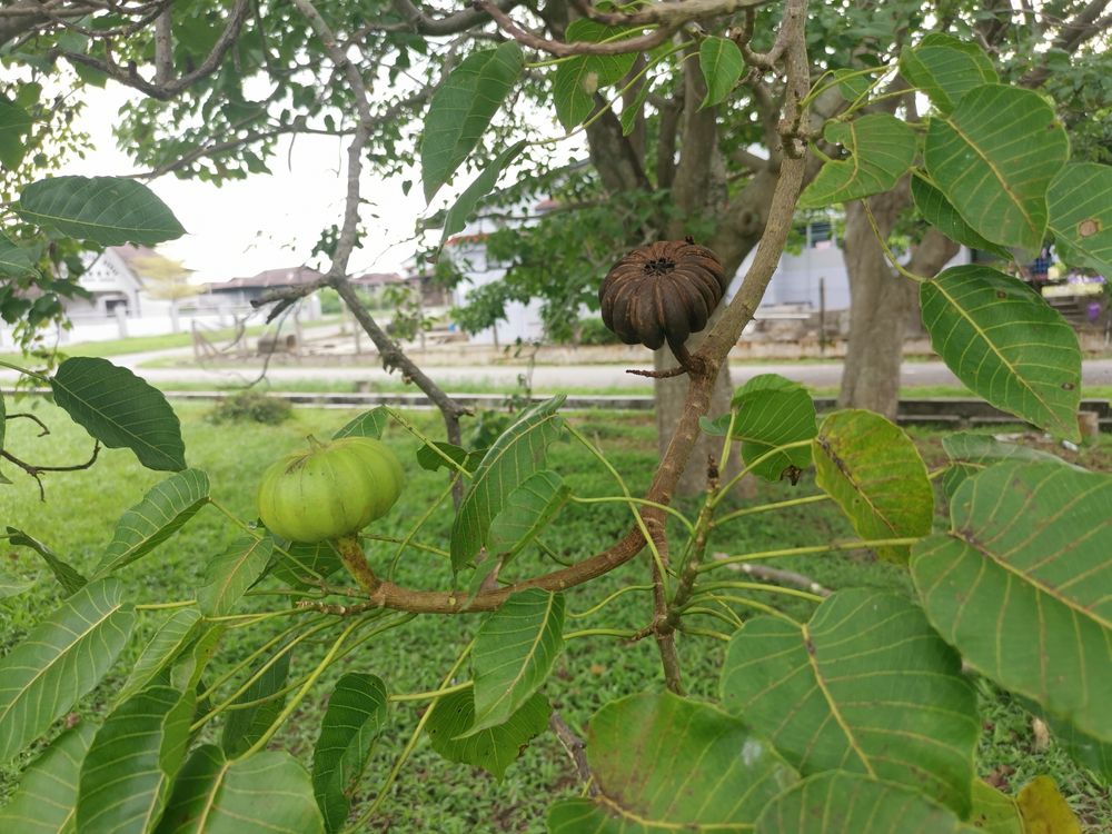 Phân biệt cây vông có độc và những triệu chứng ngộ độc quả vông