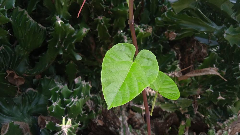 Thông tin toàn diện về dây đau xương và những lợi ích cho sức khỏe