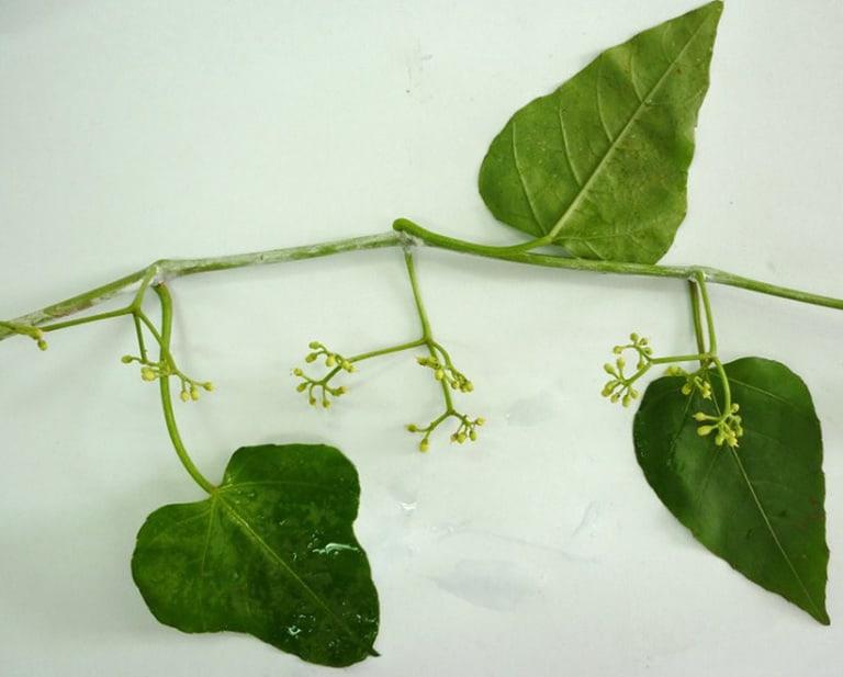 Cây chìa vôi và những bài thuốc độc đáo trong Đông y